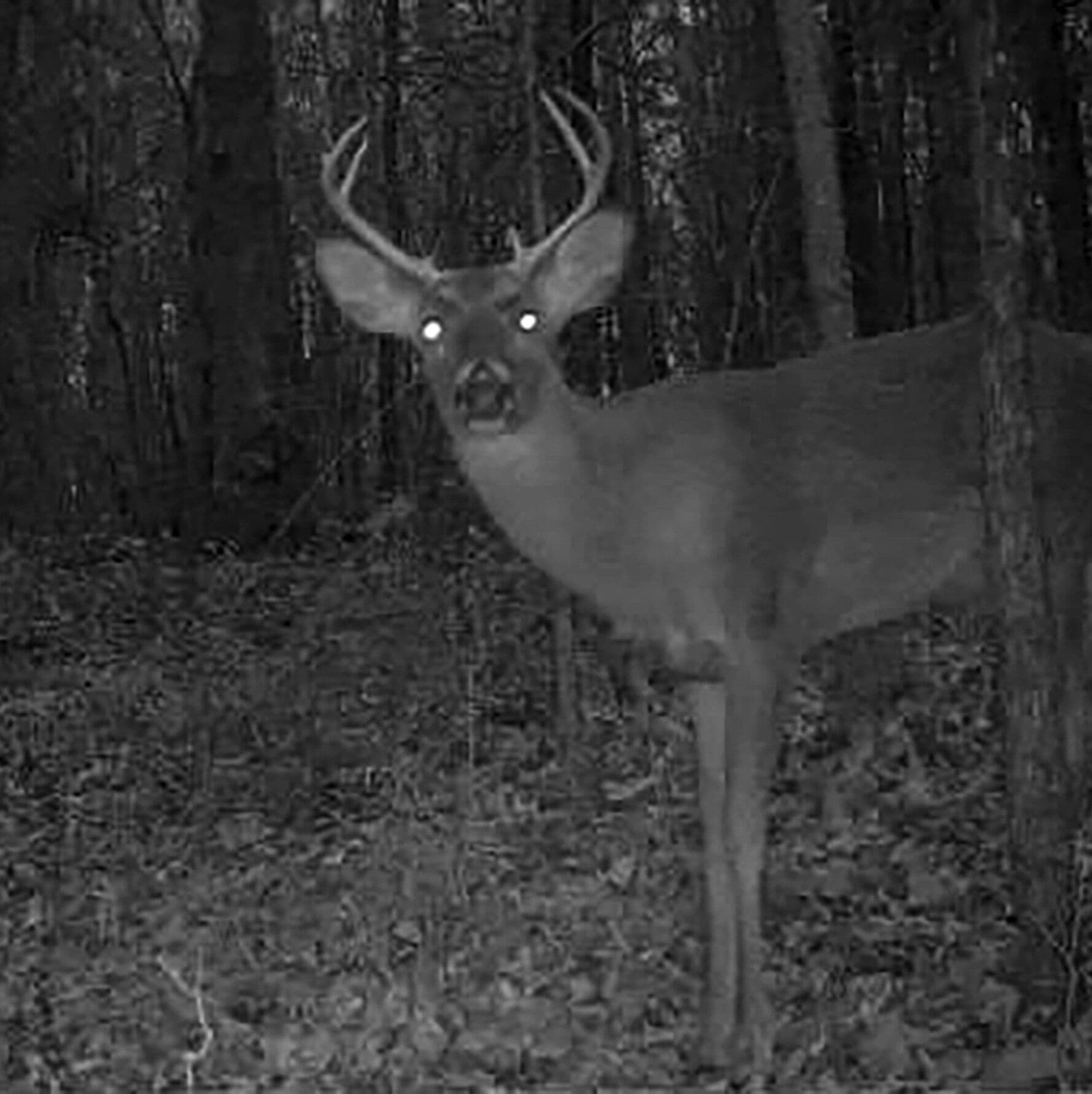 Targeted Hunts Were Supposed to Curb ‘Zombie Deer Disease.’ Now What?