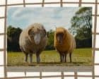 From The Sheep Detectives to Rivals: your complete entertainment guide to the week ahead